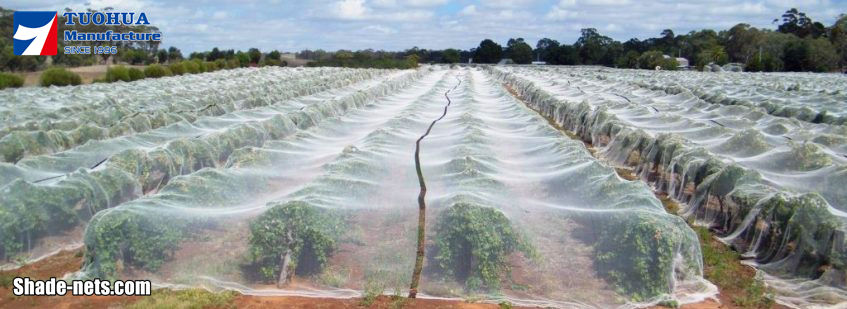 fruit tree netting