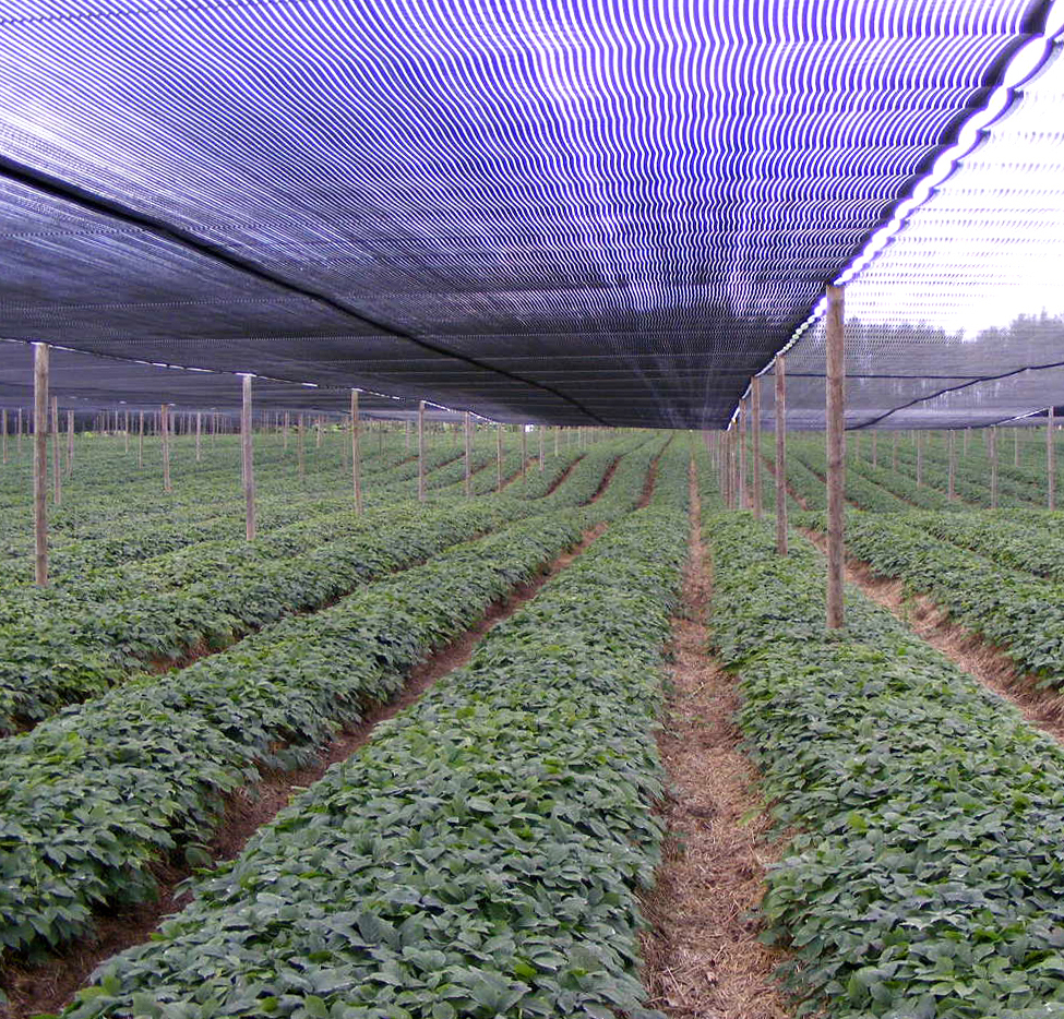 Plastic flat netting, application as shade net in agriculture