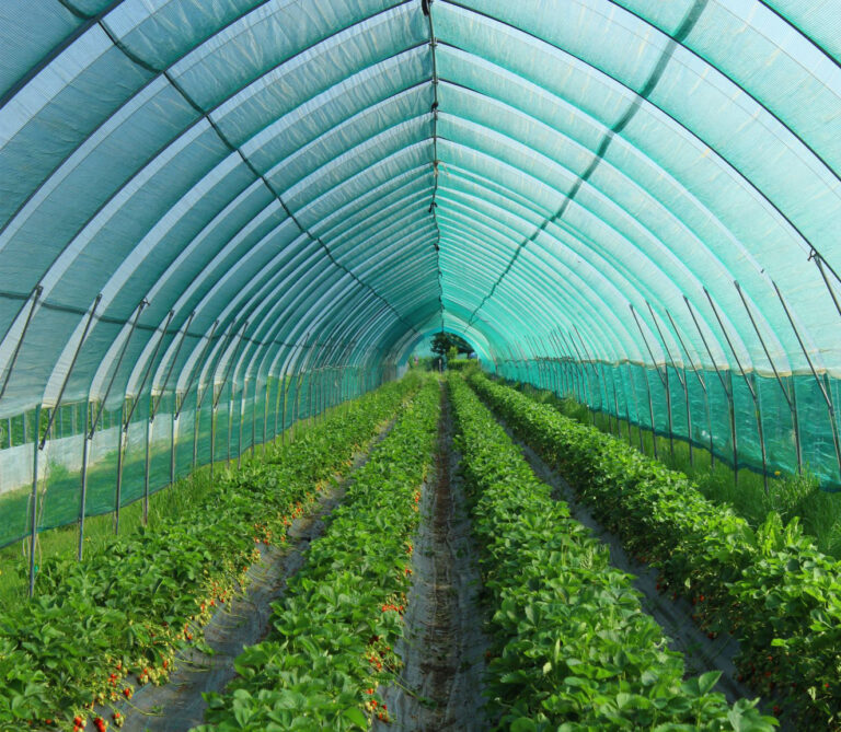 4 roles of agricultural polyethylene shade netting- (2)